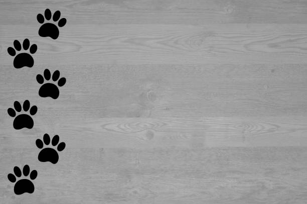 istock Animal pets paw prints trail on a wooden texture background 2206037904