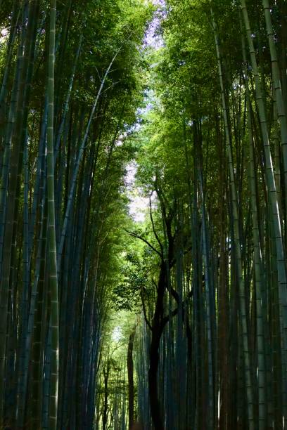 istock Arashiyama Bamboo Grove – A Path Through Nature 2206038118