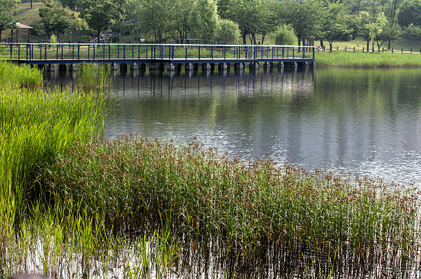 bridge and grass at the lake