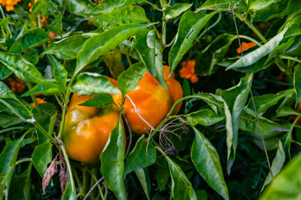 Bell pepper plants growing in a garden