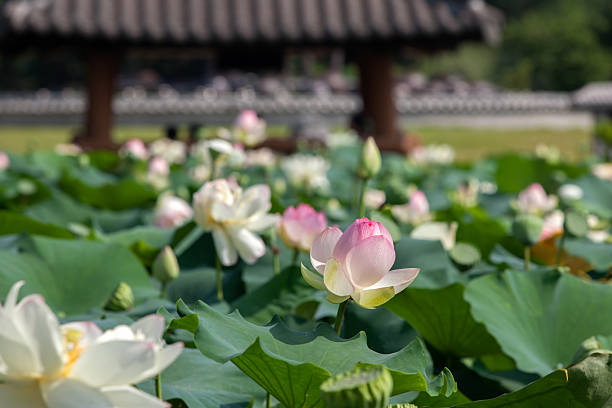 istock lotus flower in the garden 2206040894