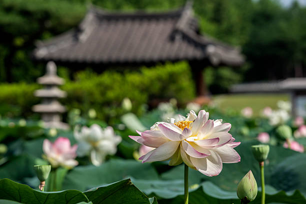 istock lotus flower in the garden 2206040908