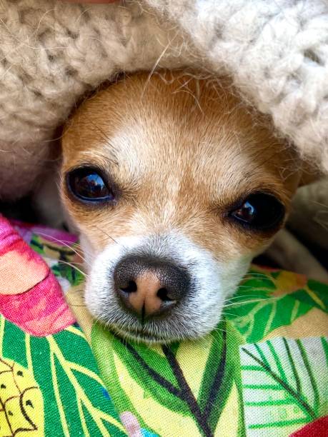istock Cozy Chihuahua Peeking from Under Blanket 2206042987