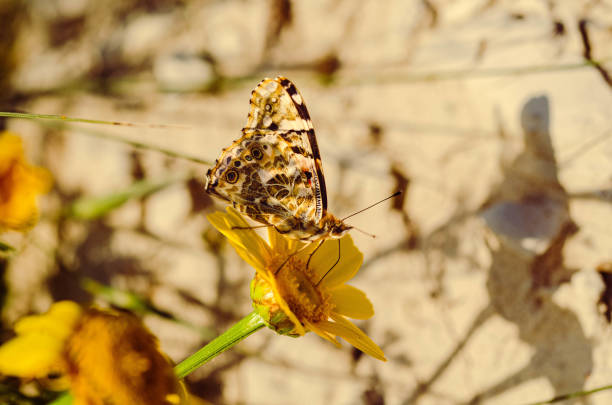 A stunning Painted Lady butterfly perched on a yellow wildflower, captured in warm sunlight. Perfect for nature and wildlife themes