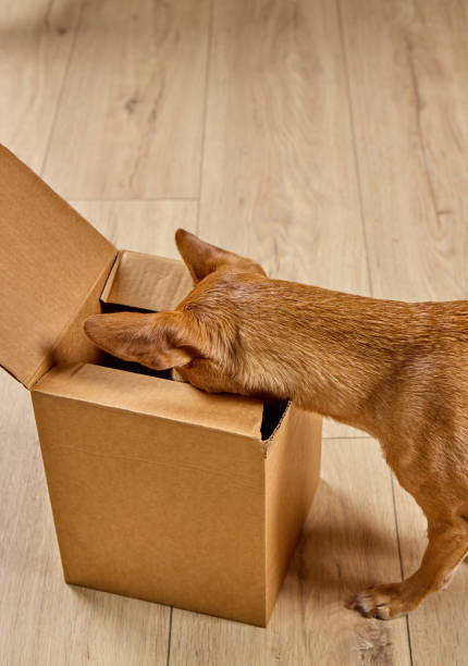 istock Dog looking inside of cardboard box 2206043240