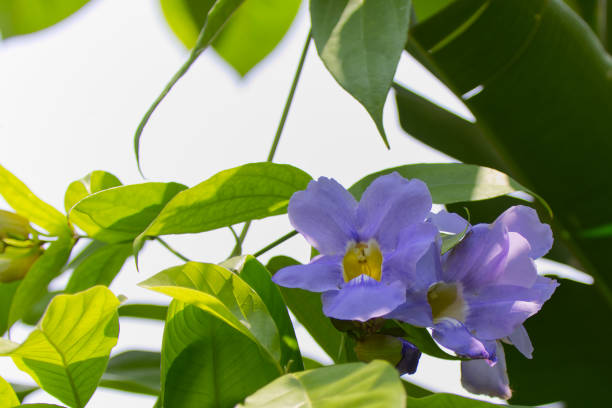 Thunbergia Laurifolia Flowers in the Wind under Natural Light, Nature Backgrounds