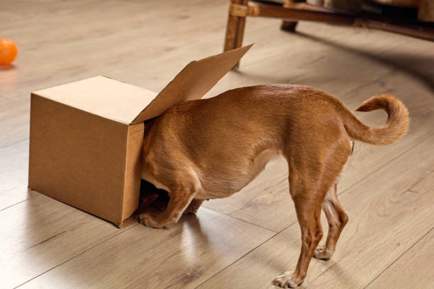 istock Dog looking inside of cardboard box 2206043684