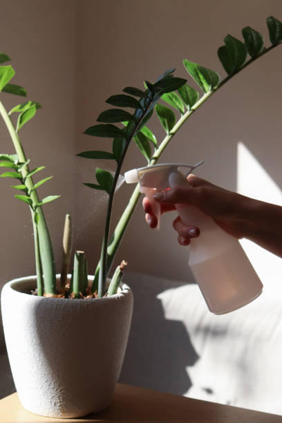 istock Spraying plant care. Sunlight streams in, creating a warm and peaceful atmosphere.Greenery at home. Plant care, hobby. 2206045407