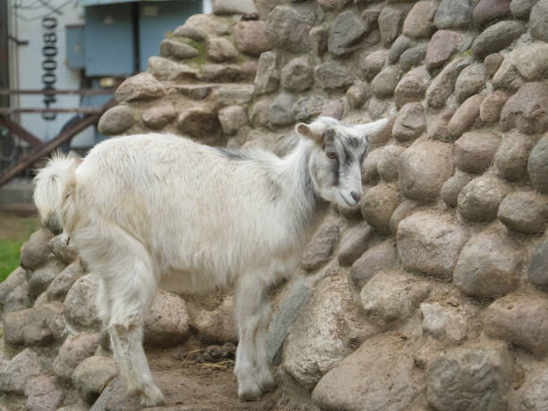 istock White and grey domestic goat with small horns standing calmly on a cobblestone structure inside a zoo enclosure, adapting well to its artificial habitat 2206047319