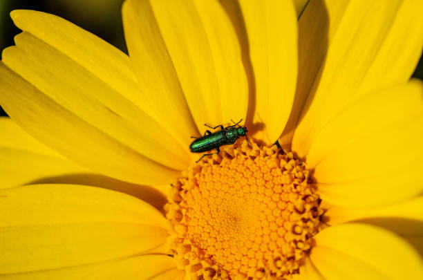 istock Metallic Green Beetle on a Yellow Flower in Macro 2206047348