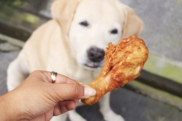 istock A woman gives a dog fried chicken. 2206048829