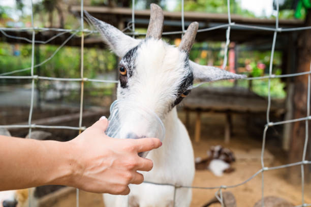 Feeding pellets with dwarf goat horned its head through fence of pen