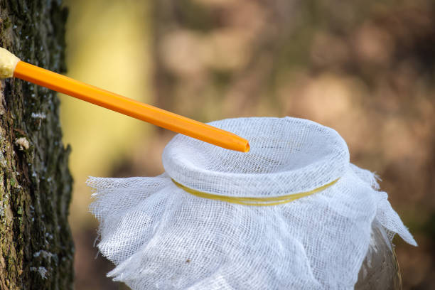 istock Collecting maple sap using a traditional tap and cloth-covered jar in a rural forest setting. 2206048948
