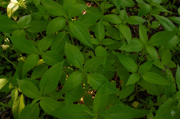 Vivid dense greenery showcasing a collection of healthy green leaves from common Nettles, emphasizing natural beauty, freshness, and environmental wellness.