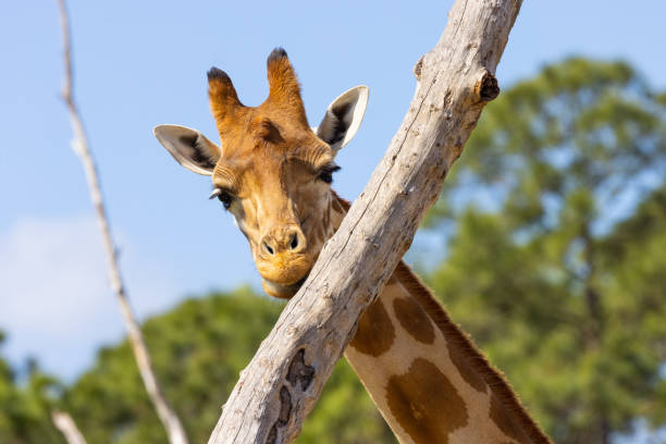 istock Giraffe Head Single Up Close Detail 2206052555