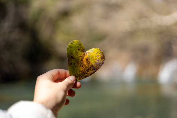 A person holding a heart-shaped leaf with vibrant colors stands by a calm river. The setting features blurred greenery and a soft flowing water backdrop. Symbol of heart disease and health care
