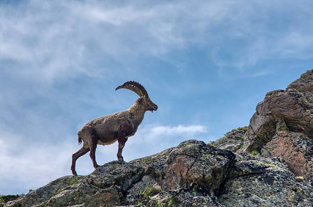 istock Ibex, Capricorn, Alpine ibex in the mountains 2206054505