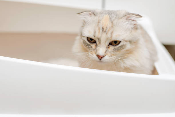 istock Kitten uses cat litter in the bathroom 2206055552