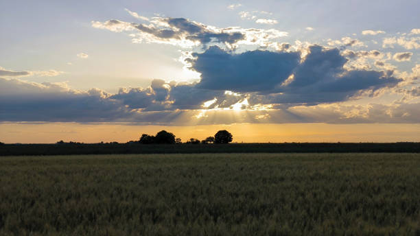 istock ripe wheat field before harvest 2206056053