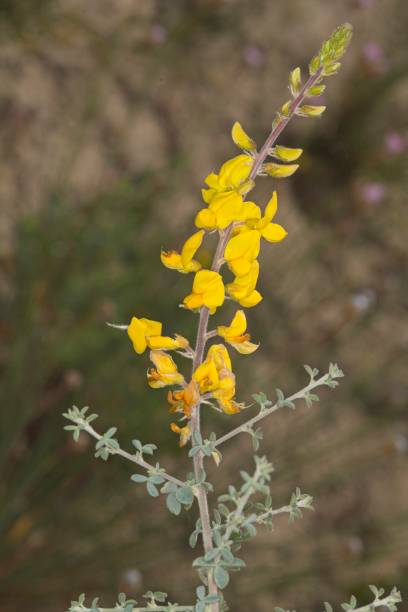 istock Adenocarpus gibbsianus  Castrov. & Talavera view 2206057204