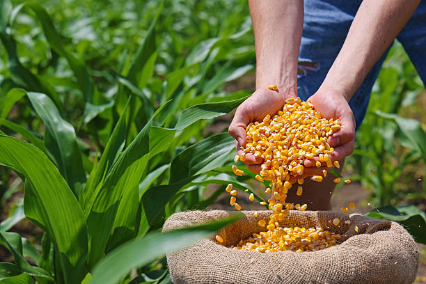 istock Corn grains in the hands of a successful farmer, in a background green corn field 2206057207