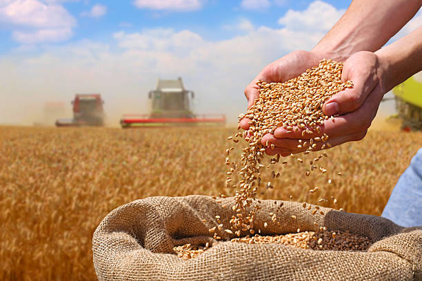 istock Wheat grain in hands after good harvest of successful farmer 2206057295