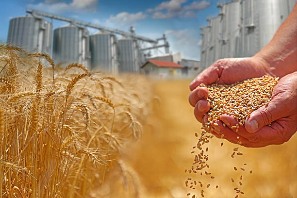 istock Wheat grain in hands after good harvest and agricultural storage silos 2206057326