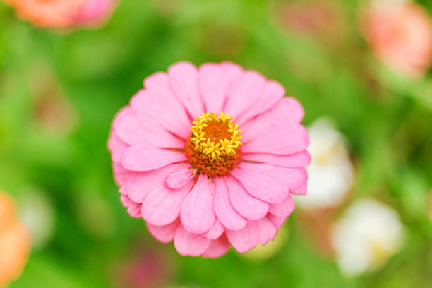 Close up Zinnia flowers blooming in the garden at a sunny day