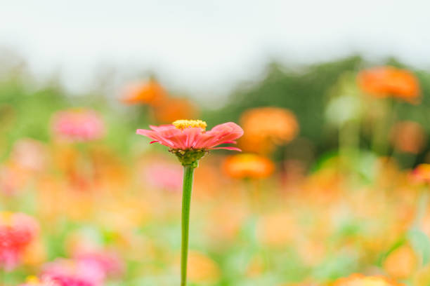Close up Zinnia flowers blooming in the garden at a sunny day