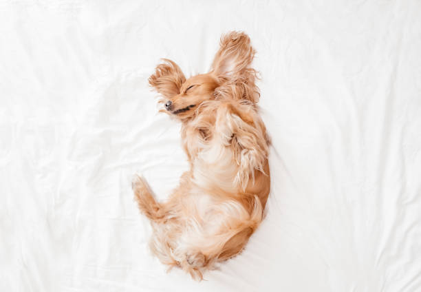 Playful cute funny English Cocker spaniel lying on a bed at home before bedtime,
