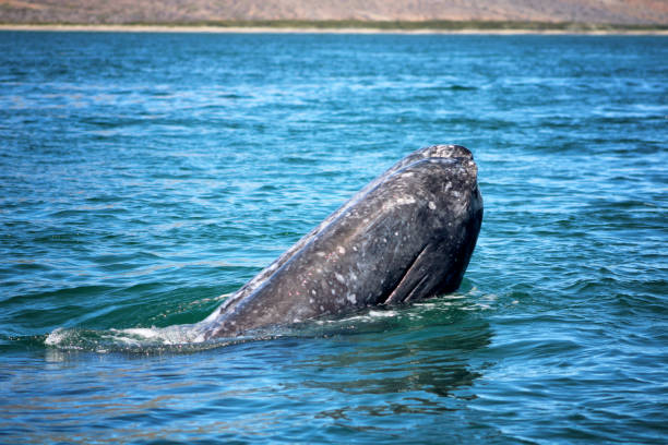 istock Grey whales in Baja, Mexico 2206060846