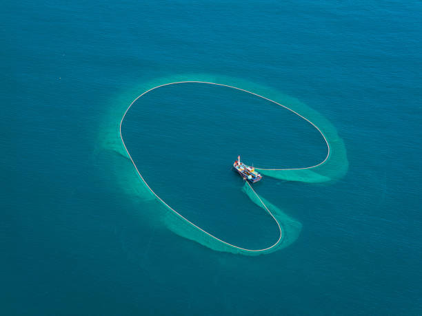 istock Netting anchovies 2206062886