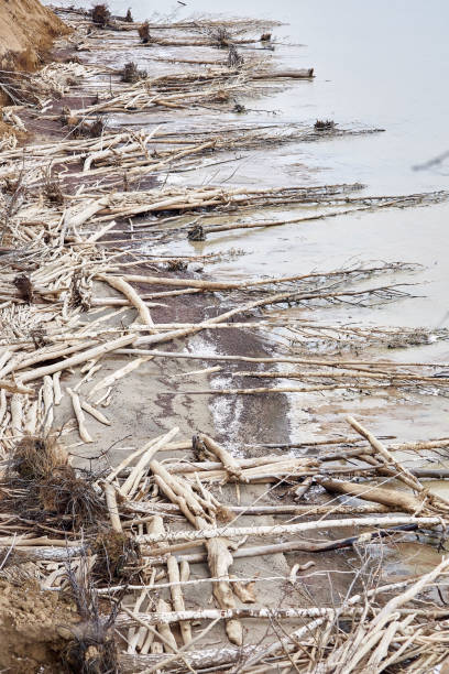 istock Trees fallen from a cliff lie on the seashore. The water is eroding the coast. 2206063058