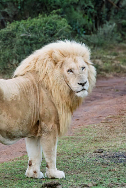 istock Male white lion in a South African Game Reserve. 2206063270