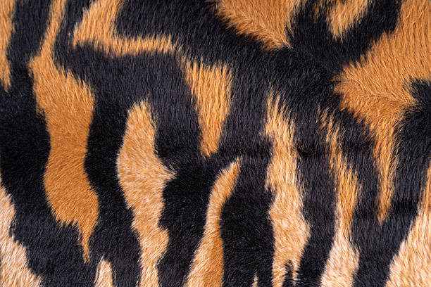 Natural preserved Sumatran tiger skin