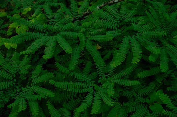 istock Lush Green Ferns Growing in Shady Forest Underbrush 2206063776