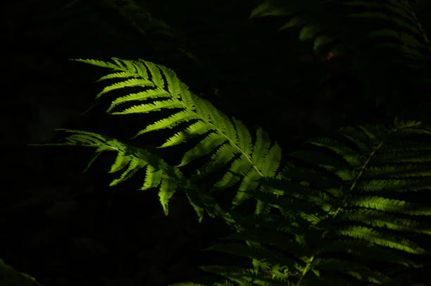 A vibrant cluster of green Ostrich Fern plants thriving under filtered sunlight in a dense forest, highlighting the tranquility and beauty of natural landscapes with rich foliage during summertime.