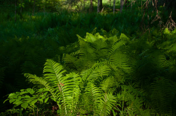 istock Lush Green Ferns Growing in Sunlit Forest Underbrush 2206063795