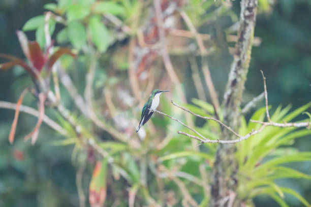 A large purple-crowned fairy hummingbird perched on a thin branch looking around.