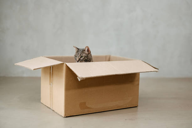 istock Cat sitting in a box, cat portrait 2206065654