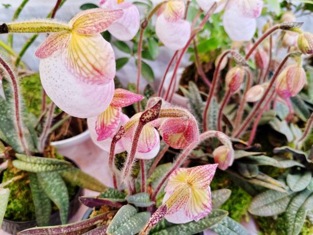 istock Paphiopedilum micranthum 2206066964