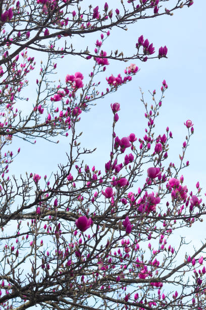 istock A beautiful magnolia tree with pink blossoms against a clear blue sky. 2206067267