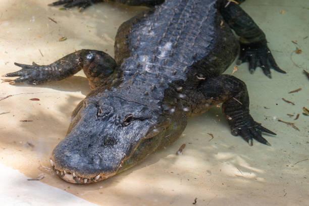 istock American Alligator Resting in Water 2206067412