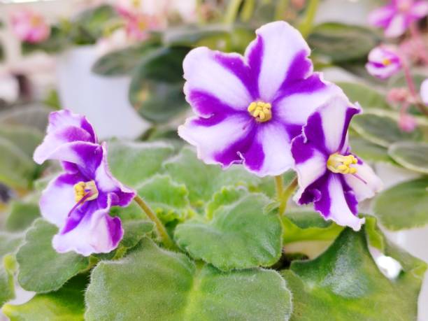istock Saintpaulia ionantha Wendl. 2206067505