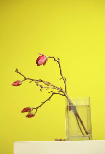 Magnolias in vase on yellow