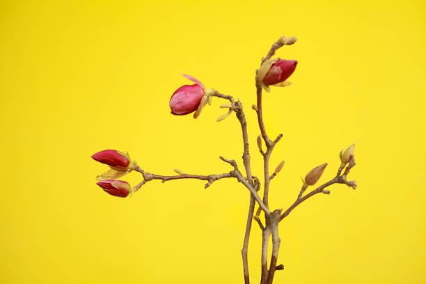 istock Magnolias on yellow 2206069444