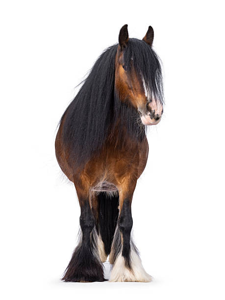 istock Gypsy Cob horse on white background 2206069808