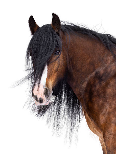 istock Gypsy Cob horse on white background 2206069866