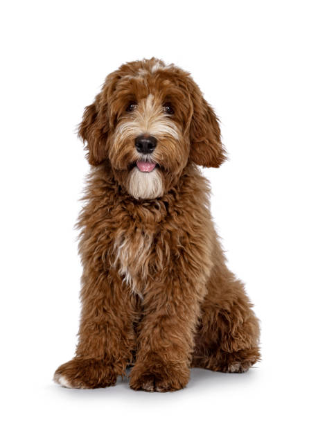 istock Red Labradoodle dog on white background 2206069918