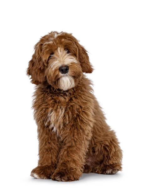 istock Red Labradoodle dog on white background 2206069972